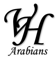 vh-arabians