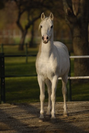 Effendi