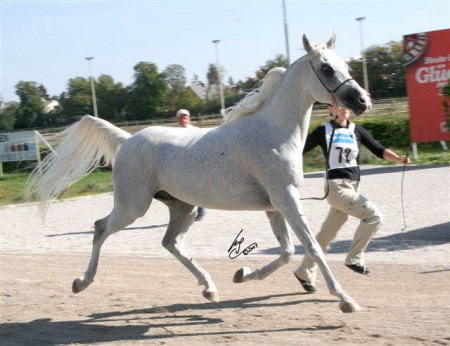 Effendi Int. Schau Baden bei Wien - 2007