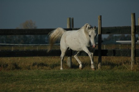 Effendi