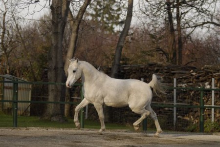 Effendi