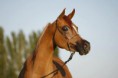 /album/fotogalerie-scarlett-os/a408272-361323450615805-314941892-n-jpg1/