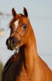 /album/fotogalerie-scarlett-os/a10336712-737856629600167-1902101134131258934-n-jpg2/