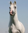 /album/fotogalerie-khen-saabis-effendi/a10387649-756878677697962-7543628349996873738-n-jpg1/