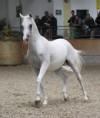 /album/fotogalerie-khen-saabis-effendi/a10413410-816835105035652-3606493700045757073-n-jpg1/