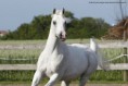 /album/fotogalerie-khen-saabis-effendi/a10458779-766857070033456-8956770229764986554-n-jpg1/