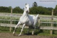 /album/fotogalerie-khen-saabis-effendi/a10488362-766857133366783-8881446832283414980-n-jpg1/