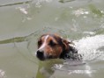 /album/fotogalerie-othello/hunde11-jpg/