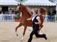 /album/fotogalerie-scarlett-os/a281935-255710397776609-100000129516747-1177945-1685899-n-jpg/