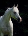 /album/fotogalerie-khen-saabis-effendi/dsc-4697-8x10-72-jpg/