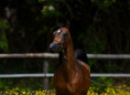 /album/fotogalerie-vh-arsinoe1/518176065-24343551085270723-1854818883667943518-n-jpg/