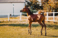 /album/fotogalerie-vh-astaan/val0411-jpg/