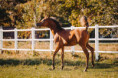 /album/fotogalerie-vh-astaan/val0517-jpg1/